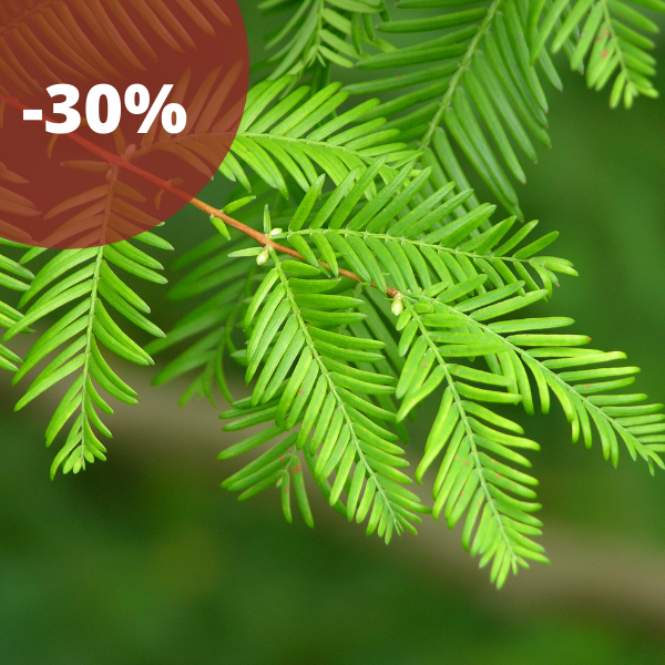 Metasequoia glyptostroboides