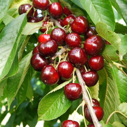 Cherry Early Rivers