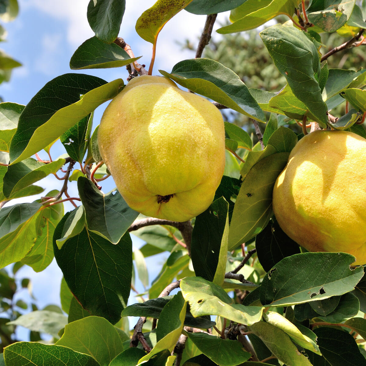 Quince Leskovacka